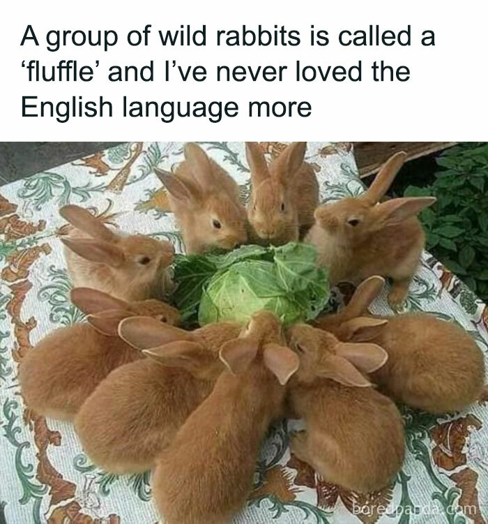 Animals-Doing-Things-Memes-Pics