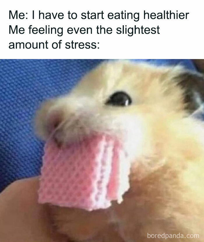 Animals-Doing-Things-Memes-Pics