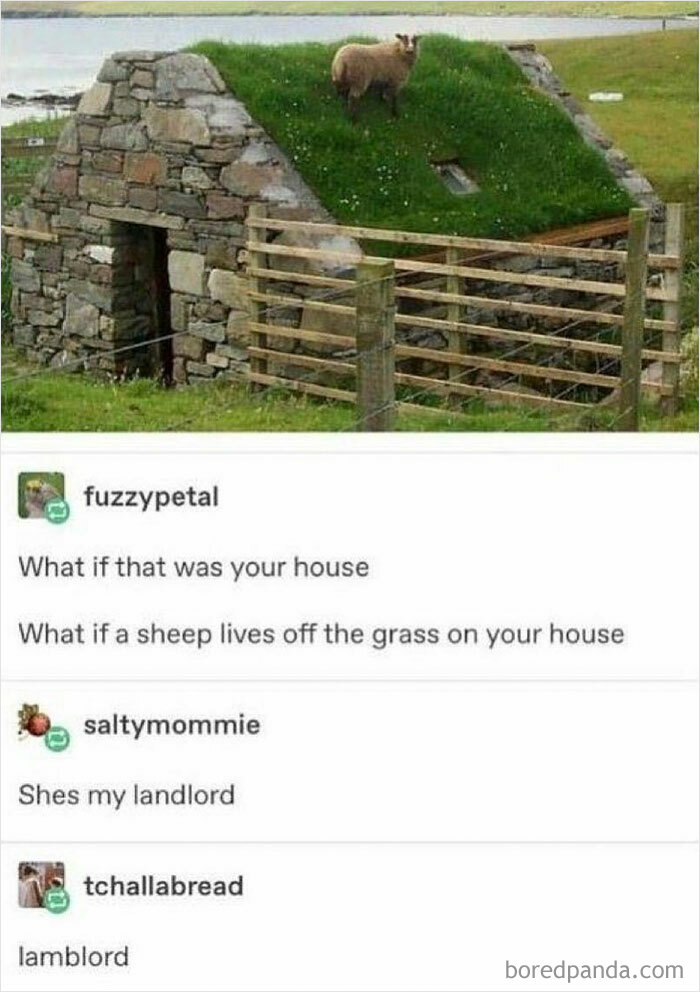 Animals-Doing-Things-Memes-Pics