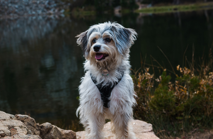 Aussiedoodle dog standing outdoors by a lake, looking happy and alert.