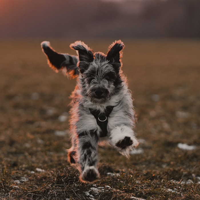 Aussiedoodle dog energetically running toward the camera in an open field at sunset.