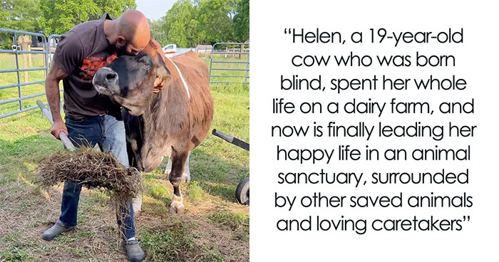 This Blind Cow Can’t Stop Cuddling With The People Who Rescued Her From A Dairy Farm