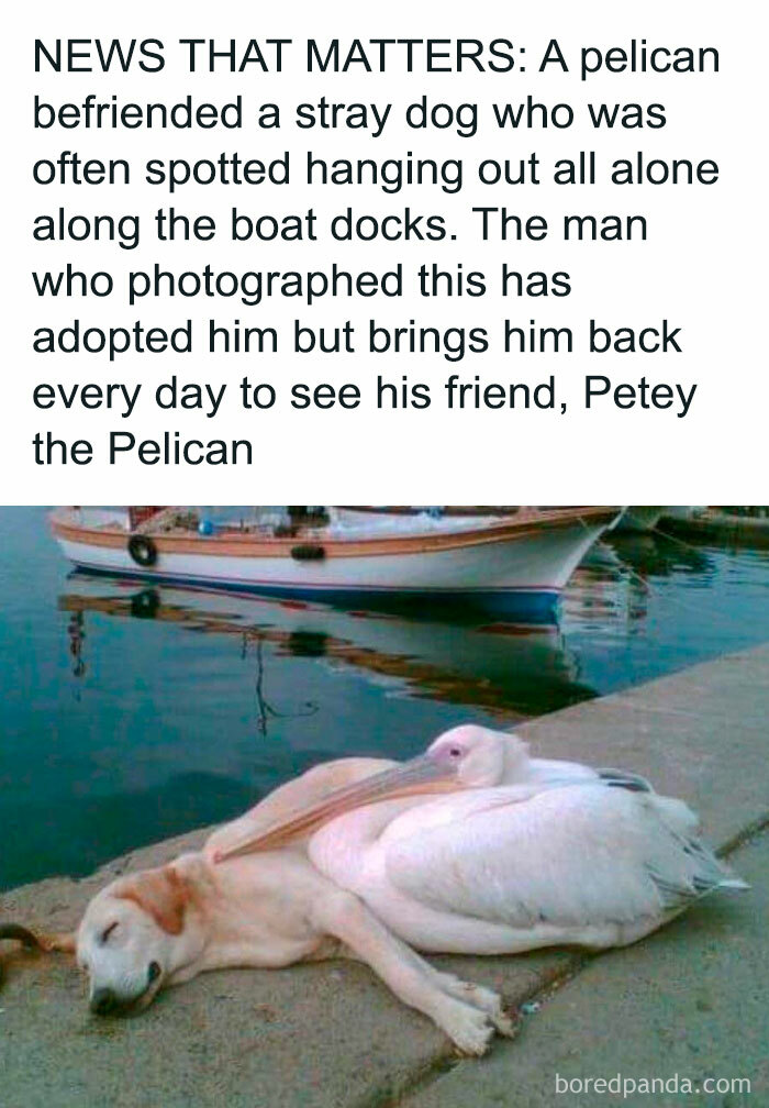 Wholesome-Funny-Memes