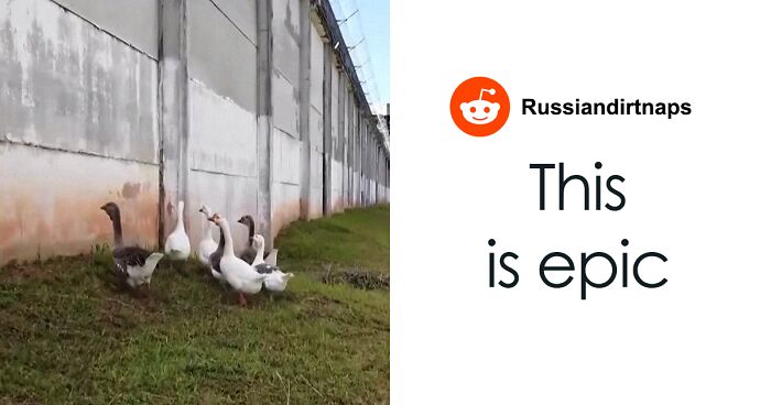 Brazilian Prison Uses Instinctively Protective “Geese Agents” To Ensure Inmates Don’t Escape