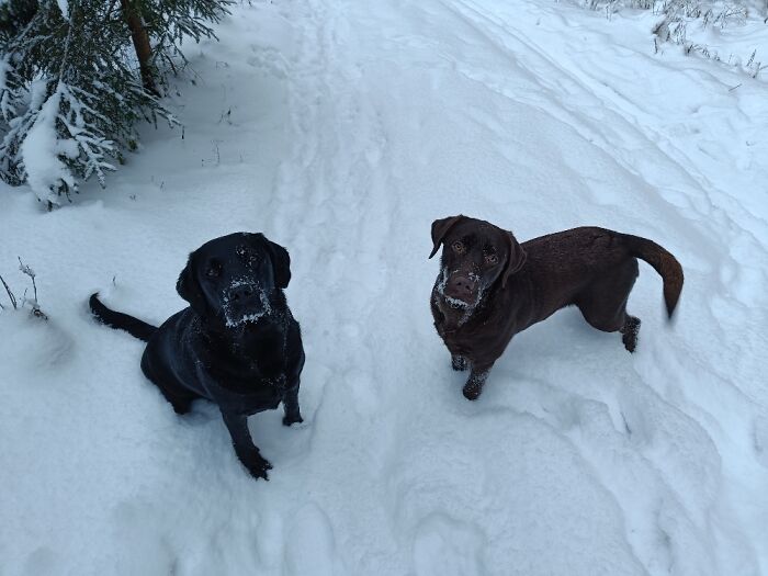 There Is Such Thing As Too Much Snow!