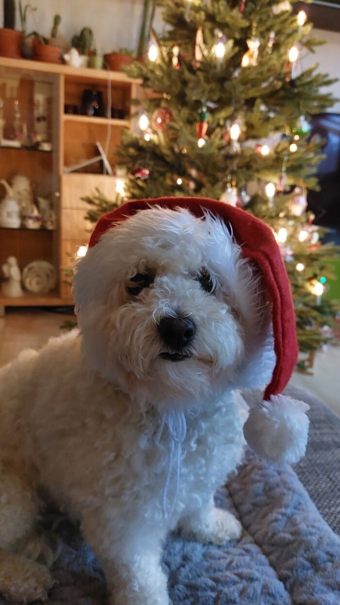 We Wish A Merry Christmas