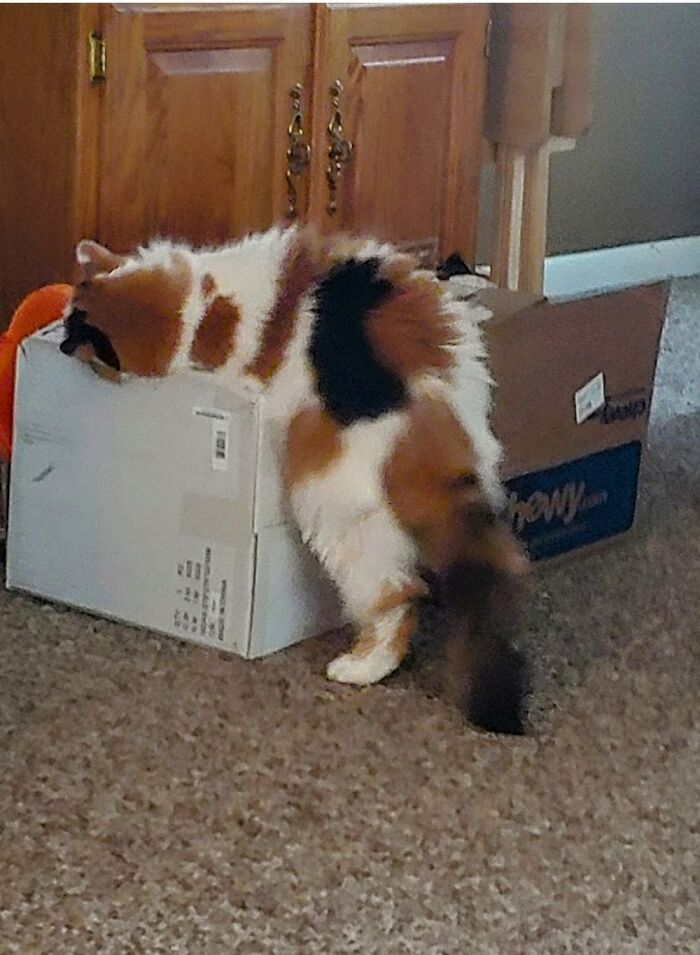 My 19 Year Old Calico Girl Crying For The Christmas Decorations I Put Away!