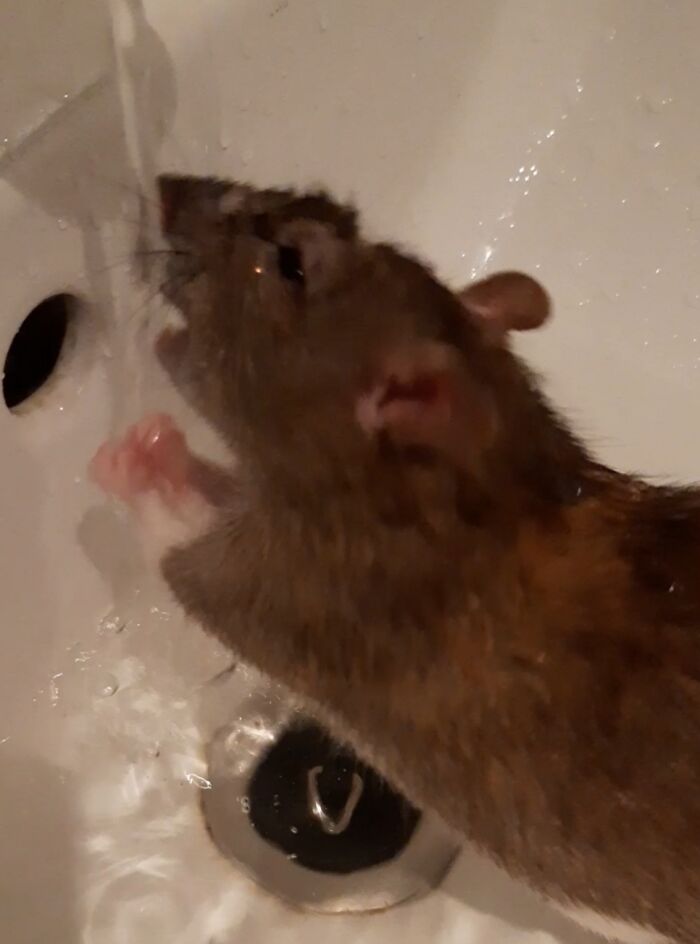 My Rat, Biting The Watwr