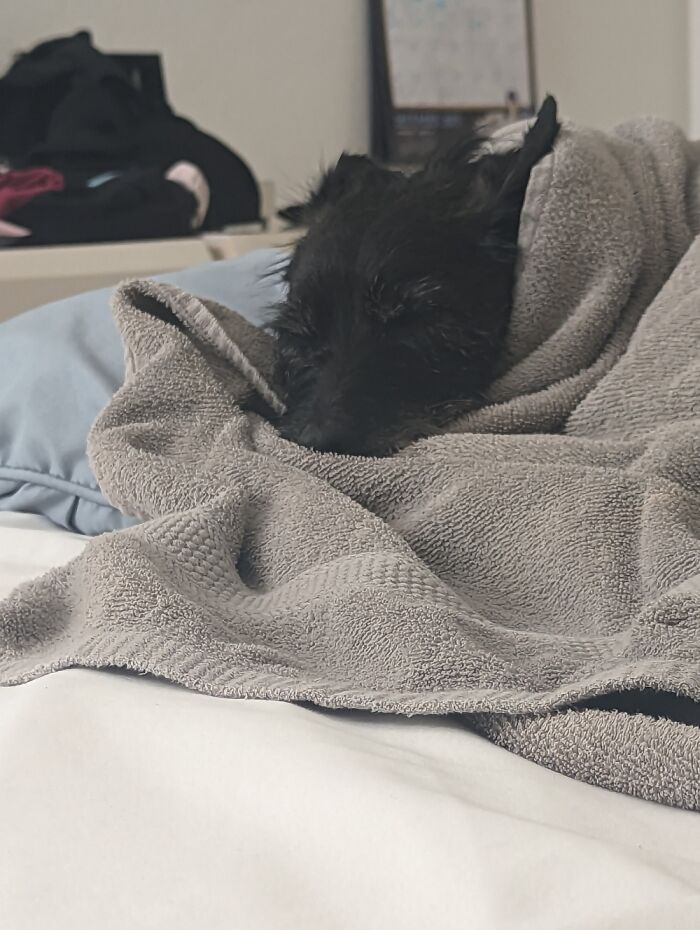 My Dog Sleeping Under A Towel Fresh Out Of The Dryer