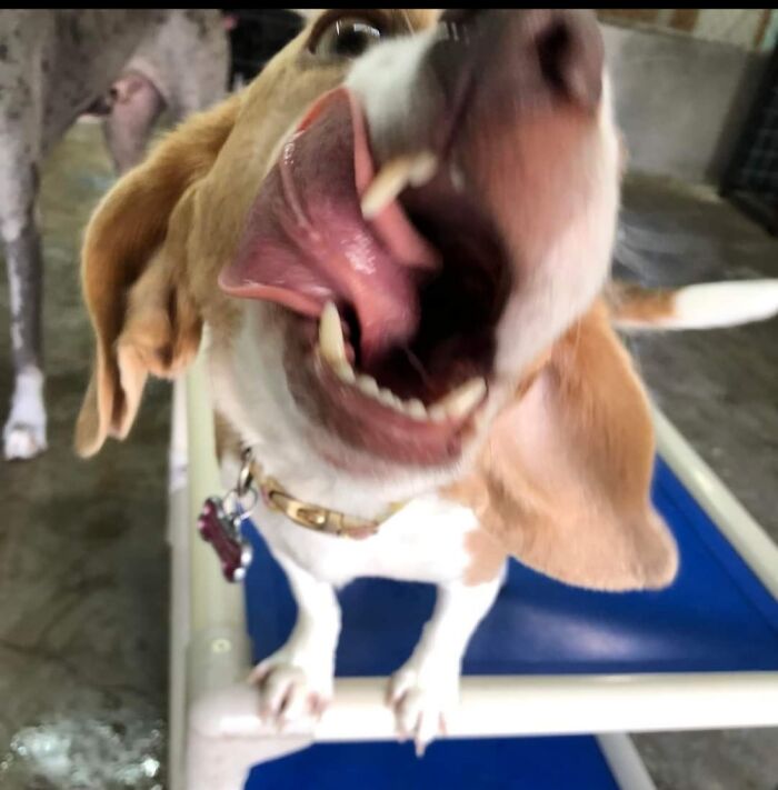 I Don't Know What Lucy Is Doing But She Looks Funny Yet Crazy