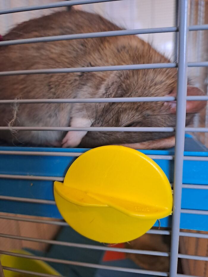 The Most Comfortable Sleeping Pose