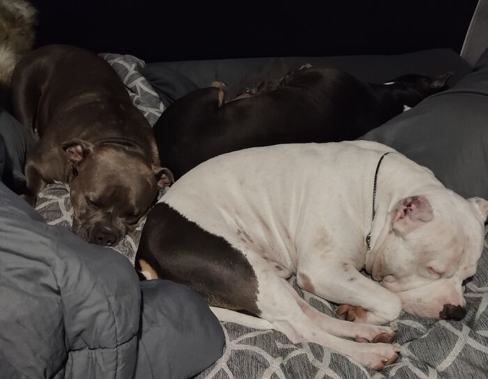 Beasty(L), Monster(Back) And Rowdy(R) Resting After A Dog Show