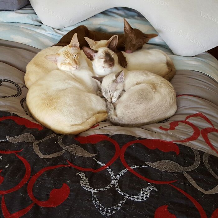 My Little Huddle Of Bed Warmers