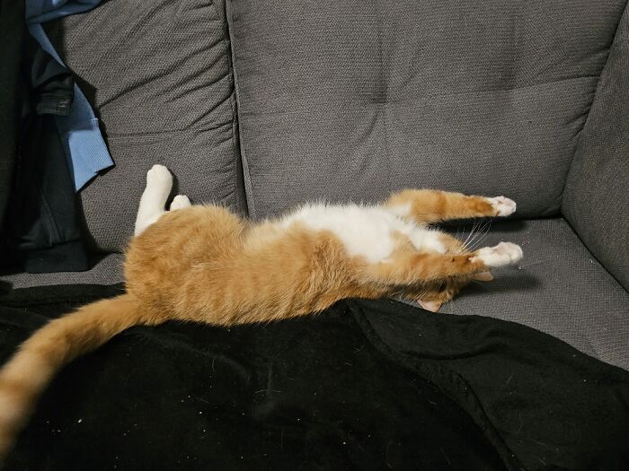 A Snoring Red Queen. She Loves To Sleep Like This