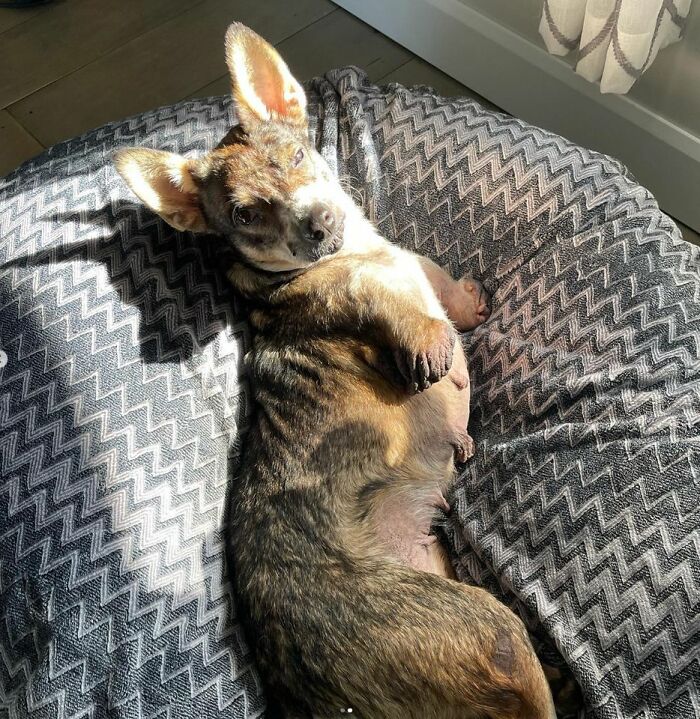 Dog With Two Legs That Survived A Gunshot To The Head Now Zooms Around Like A Puppy In Her New Home - 10