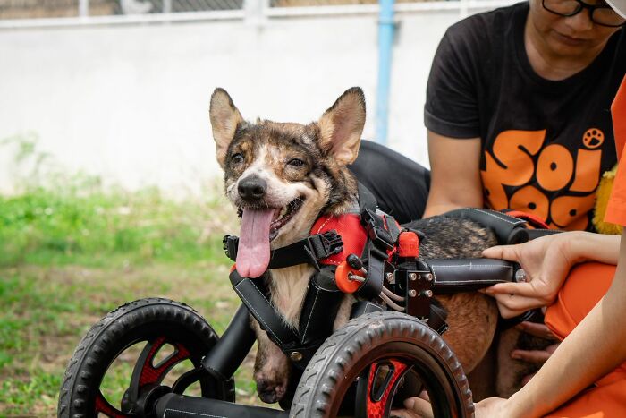 Dog With Two Legs That Survived A Gunshot To The Head Now Zooms Around Like A Puppy In Her New Home - 8