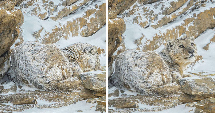 ‘When You See It’: 40 Perfectly Camouflaged Things That Will Probably Take Too Long To Find (New Pics)