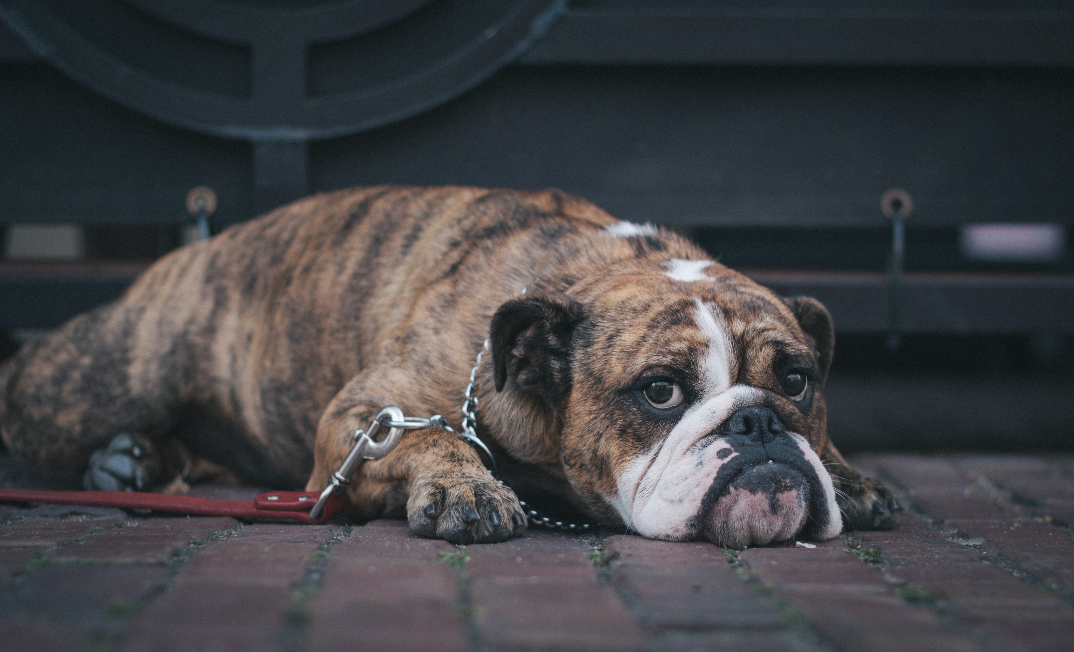 Brindle Bulldog lying on brick pavement, reflecting on whether dogs can eat almonds safely.