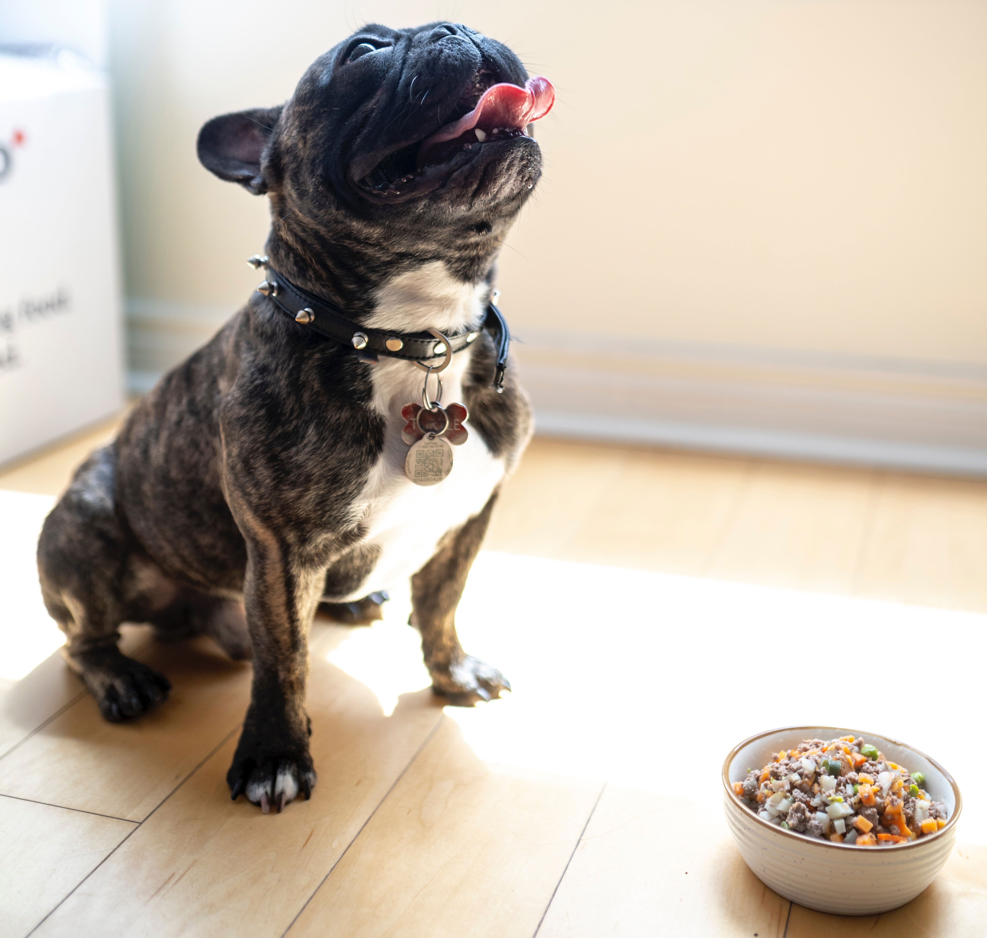 Dog eagerly looking at a bowl of beans on the floor, capturing its interest and curiosity.