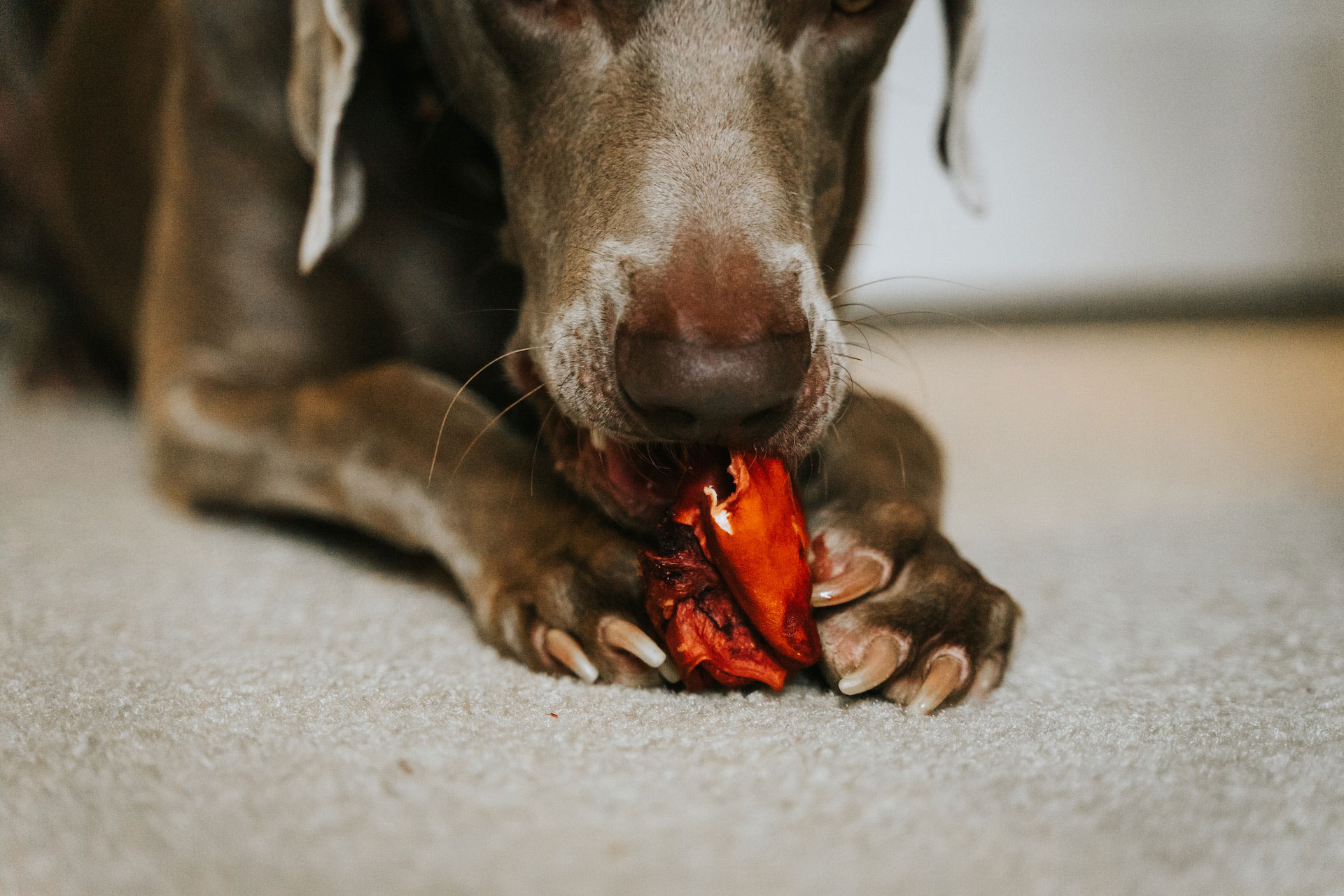 Dog chewing on a red bell pepper on a carpet, highlighting the benefits of bell pepper for dogs.