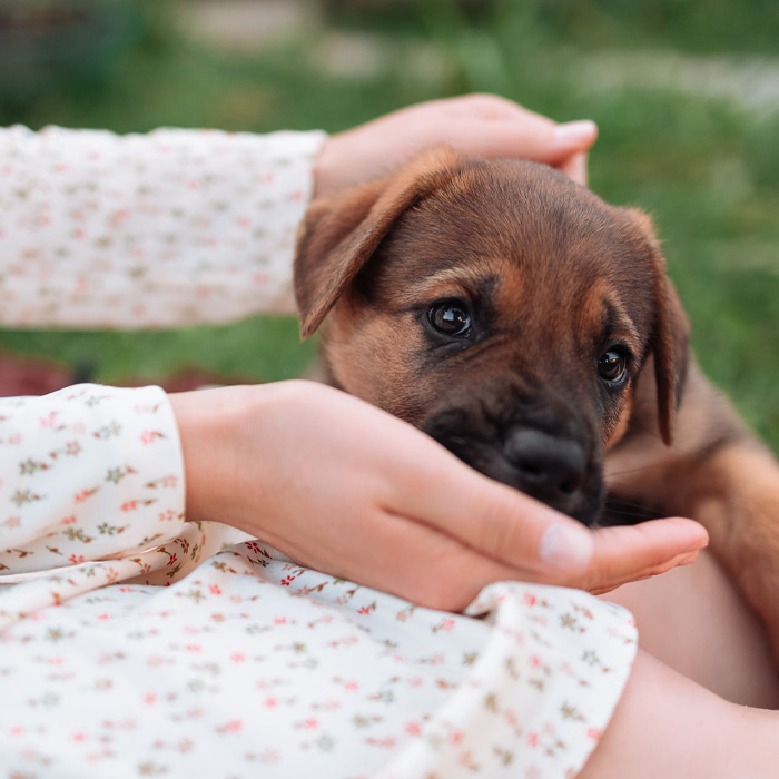 A small dog being held gently in hands, related to dog nutrition.