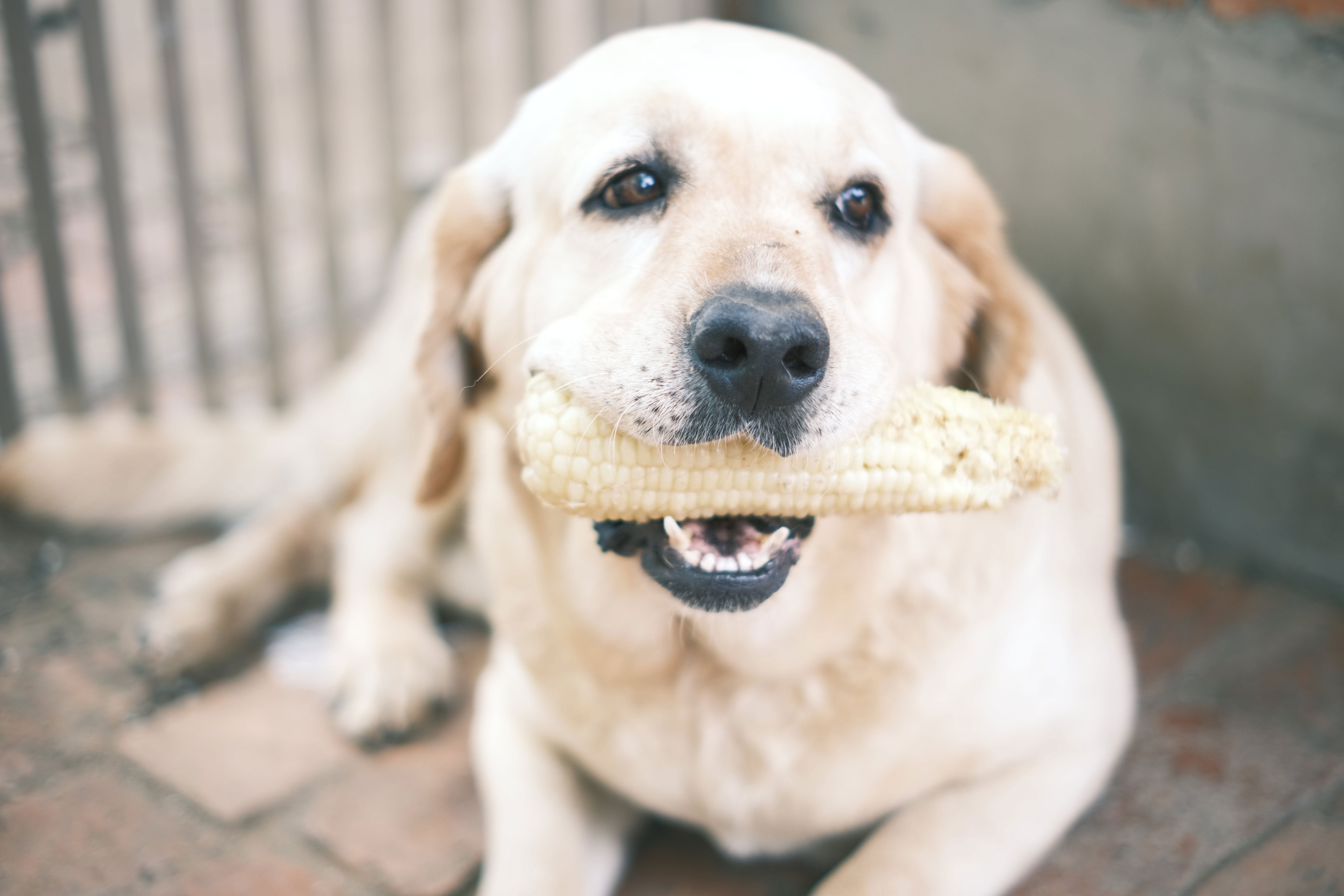 Dog holding corn cob in its mouth, exploring if dogs eat corn.