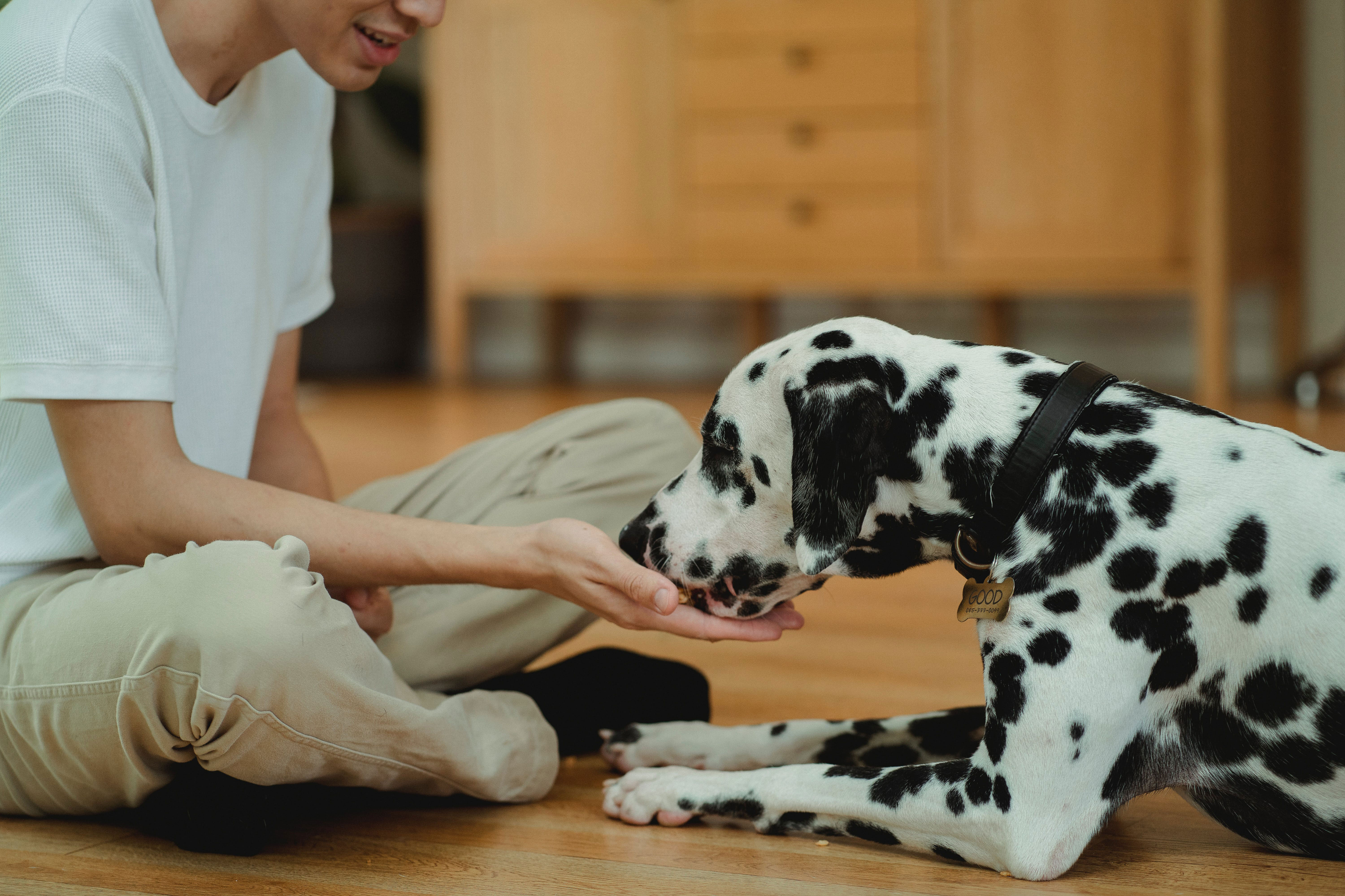 Dalmatian being fed by a person indoors, exploring if dogs can eat ham safely.