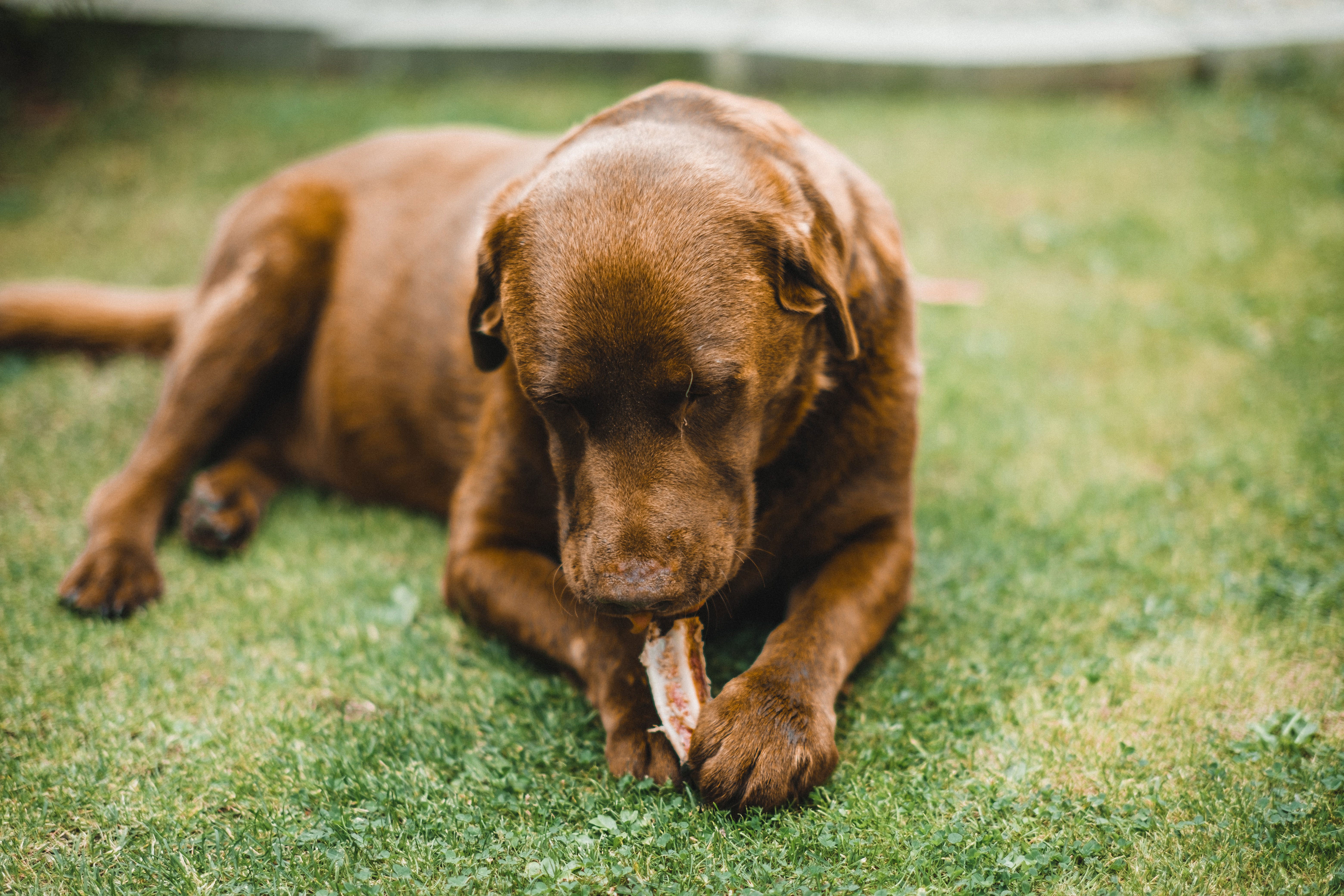 A brown dog lying on grass, chewing a piece of ham.