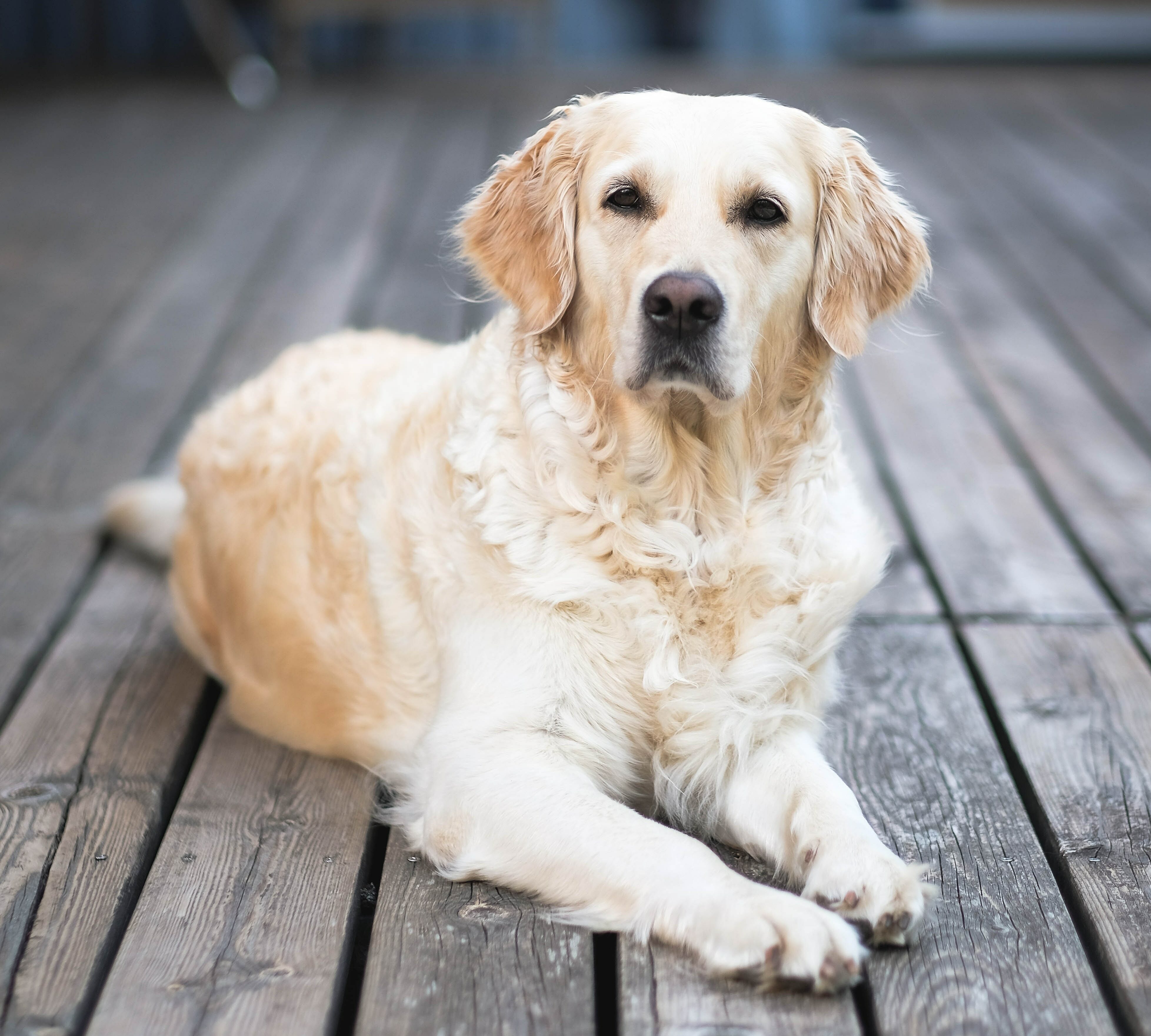 Brown dog lying on the ground and looking