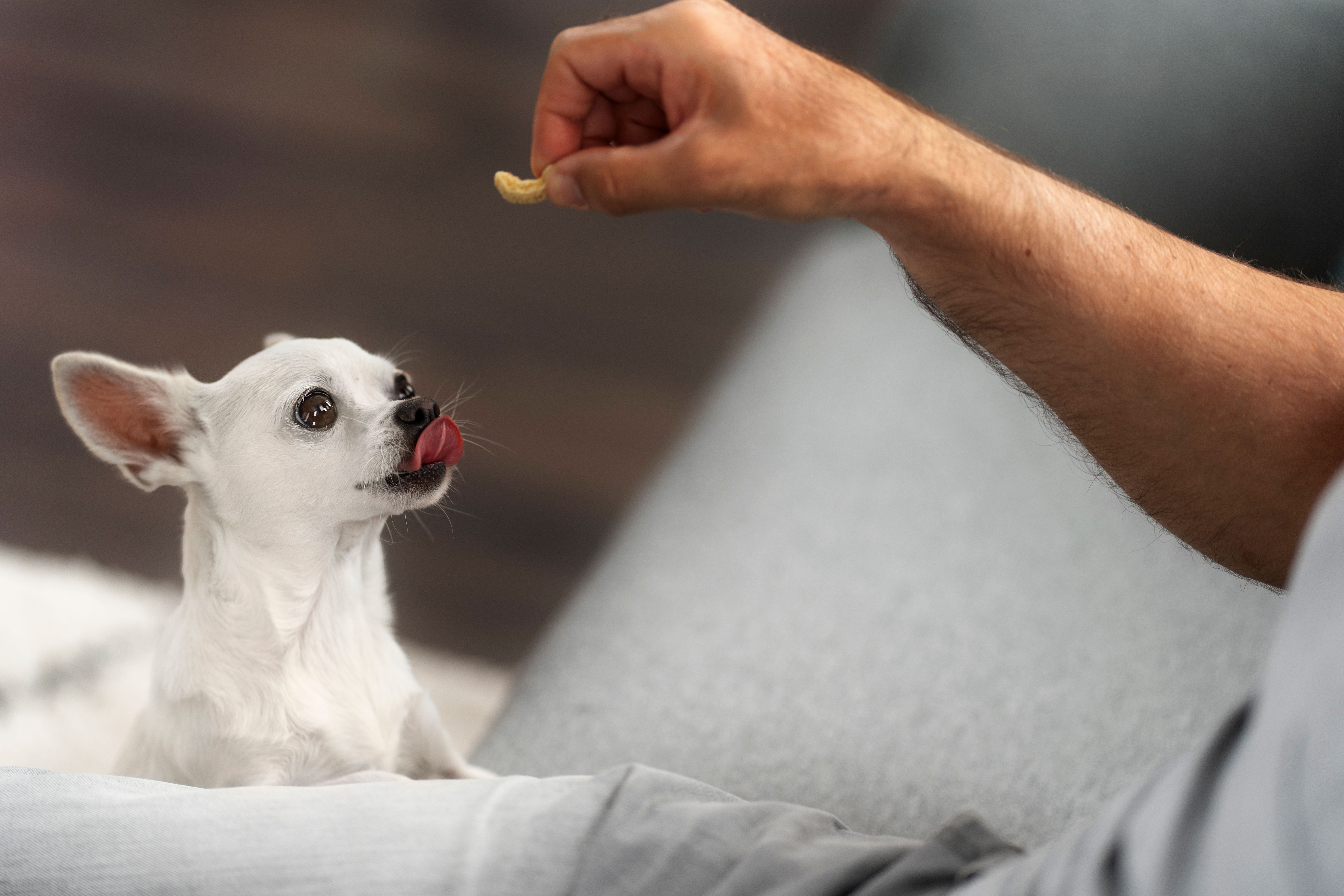 Dog eagerly eyeing a peanut offered by a person.