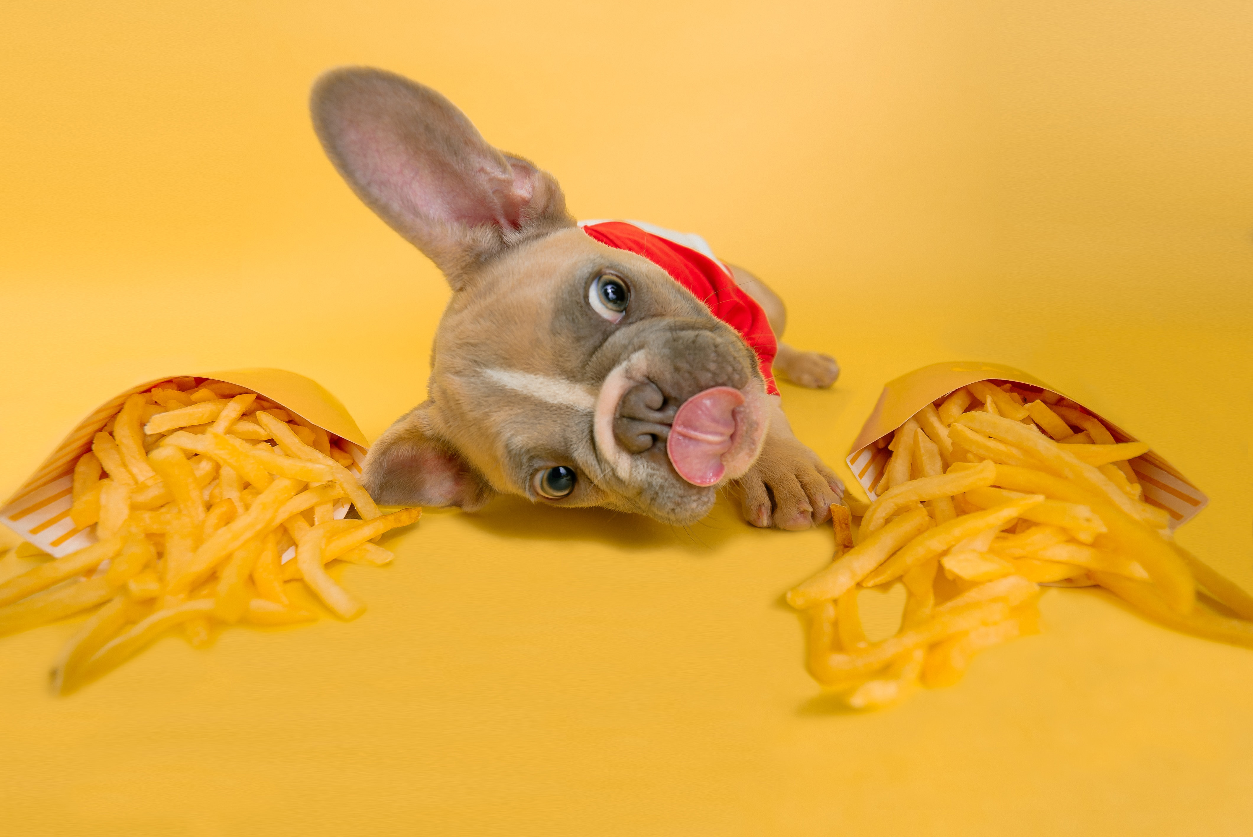 Cute dog in red scarf surrounded by fries, posing on a yellow background.