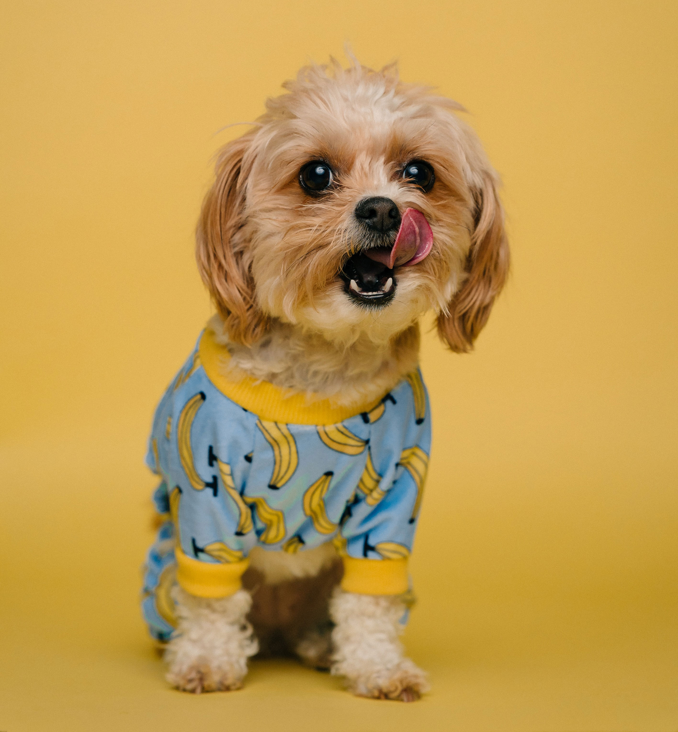 Small dog in banana pajamas licking lips, posing on a yellow background.