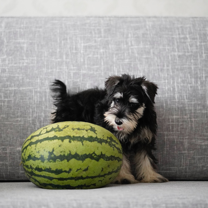 Puppy sitting next to a large watermelon on a grey couch, exploring if dogs can eat watermelon. Puppy sitting next to a large watermelon on a grey couch, exploring if dogs can eat watermelon.