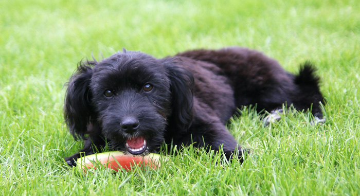 Black dog on grass chewing a slice of watermelon. Black dog on grass chewing a slice of watermelon.