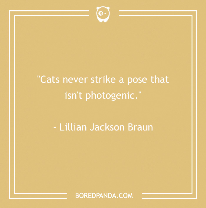 105 Cat Quotes Every Feline Fan Will Like