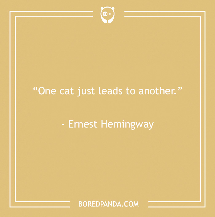 105 Cat Quotes Every Feline Fan Will Like