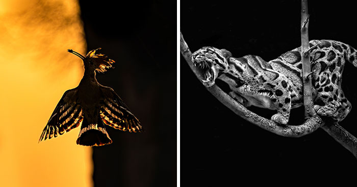 Budapest International Foto Awards 2023: 20 Winning Images That Take Us Into The Beautiful World Of Nature