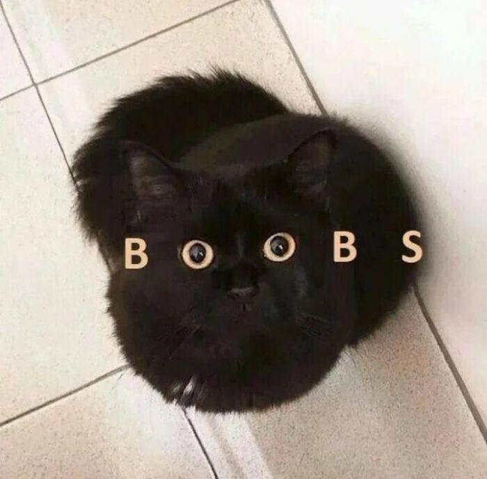 Chaotic-Funny-Cat-Pics