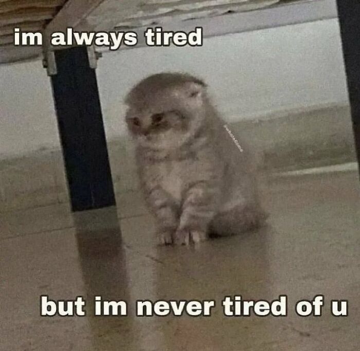 Chaotic-Funny-Cat-Pics