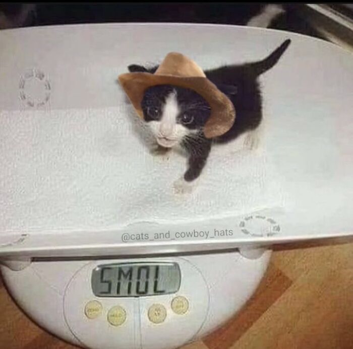 Chaotic-Funny-Cat-Pics