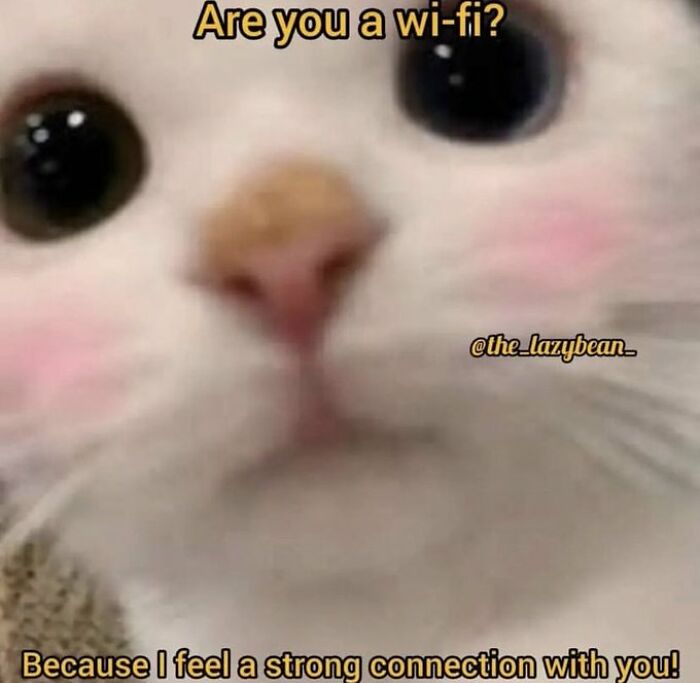 Chaotic-Funny-Cat-Pics