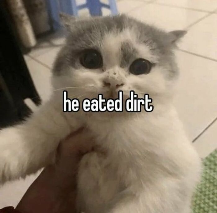 Chaotic-Funny-Cat-Pics