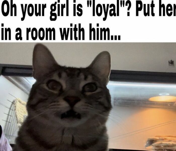 Chaotic-Funny-Cat-Pics