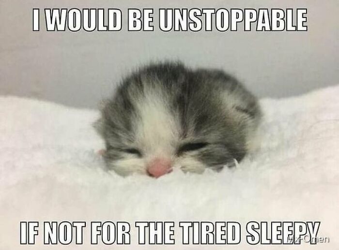 Chaotic-Funny-Cat-Pics