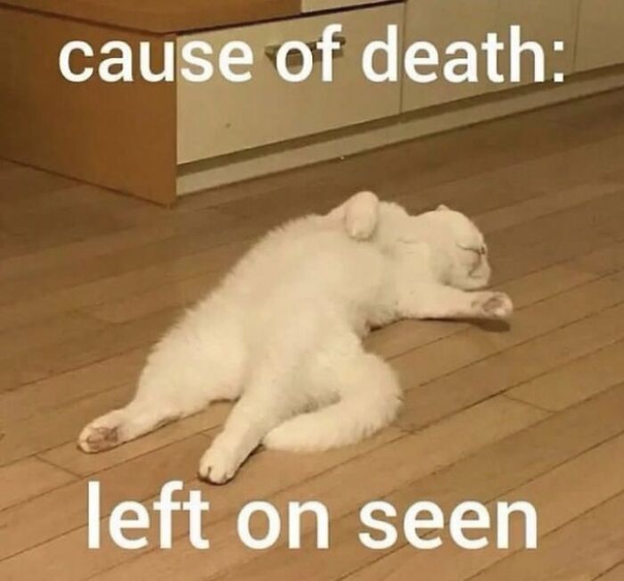 Chaotic-Funny-Cat-Pics