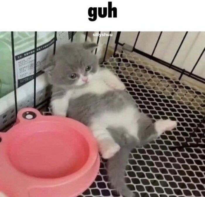 Chaotic-Funny-Cat-Pics