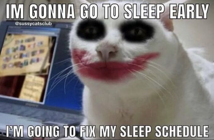 Chaotic-Funny-Cat-Pics