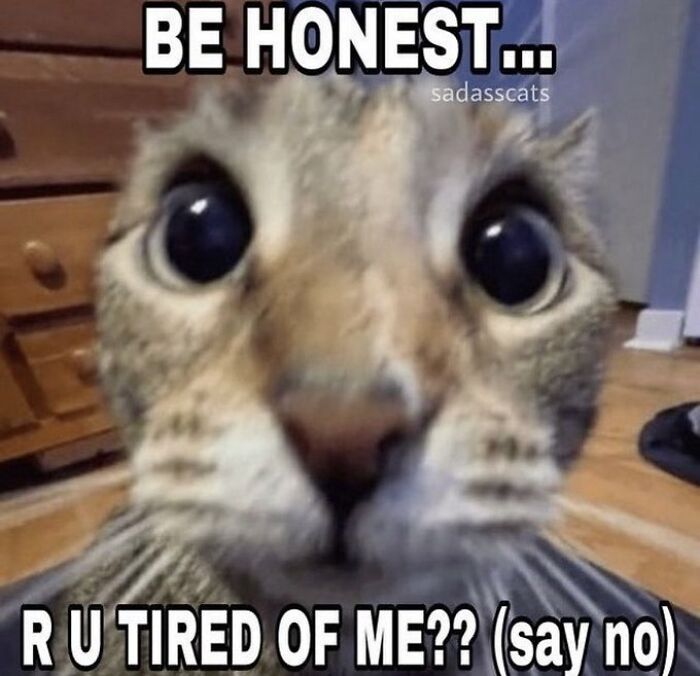 Chaotic-Funny-Cat-Pics