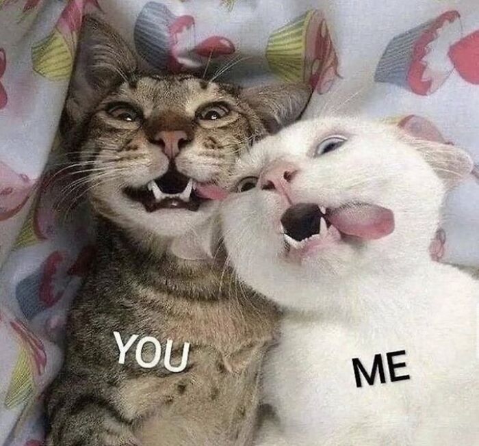 Chaotic-Funny-Cat-Pics