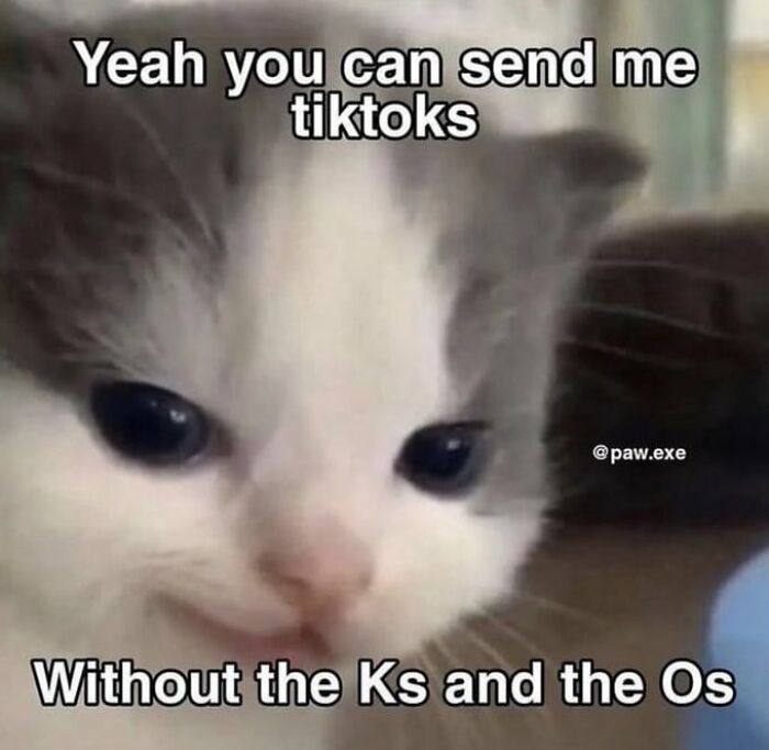 Chaotic-Funny-Cat-Pics